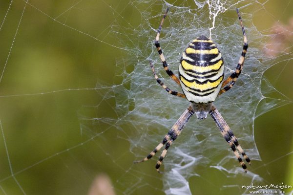 Wespenspinne, Argiope bruenechii, Araneidae, Tier im Netz, Stabiliment, Tripkenkuhle, Göttingen, Deutschland