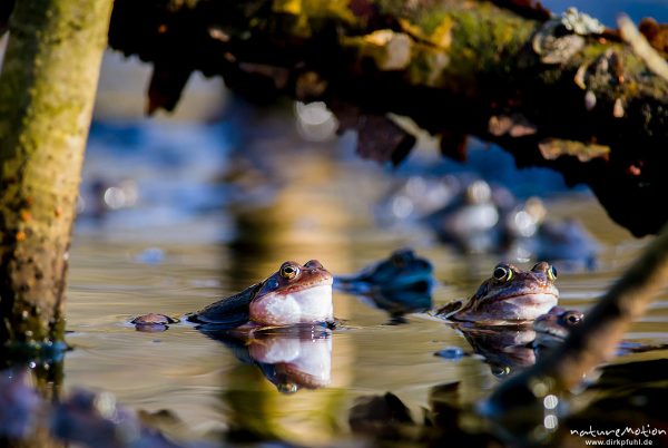 Grasfrosch, Rana temporaria, Echte Frösche (Ranidae), mehrere Tiere im Laichgewässer, Männchen mit ausgestülpten Schallblasen, Augen spiegeln sich im Wasser, Erlenbruch am Herberhäuser Stieg