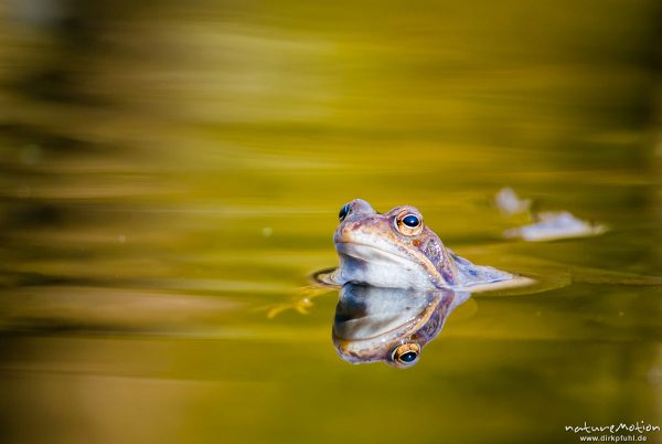 Grasfrosch, Rana temporaria, Echte Frösche (Ranidae), mehrere Tiere im Laichgewässer, Augen spiegeln sich im Wasser, Erlenbruch am Herberhäuser Stieg