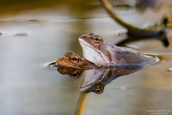 Grasfrosch, Rana temporaria, Echte Frösche (Ranidae), Paar im Laichgewässer, Augen spiegeln sich im Wasser, Erlenbruch am Herberhäuser Stieg