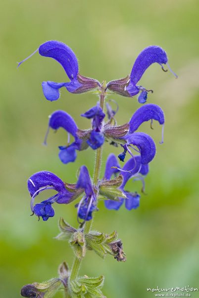 Wiesensalbei, Salvia pratensis, Lippenblütler (Lamiaceae)