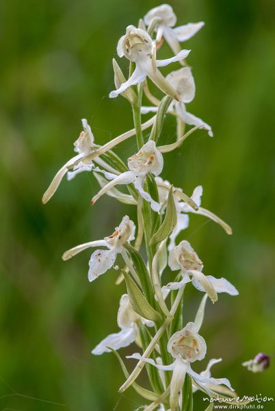 Grünliche Waldhyazinthe, Berg-Waldhyazinthe, Platanthera chlorantha, Orchideen (Orchidaceae)