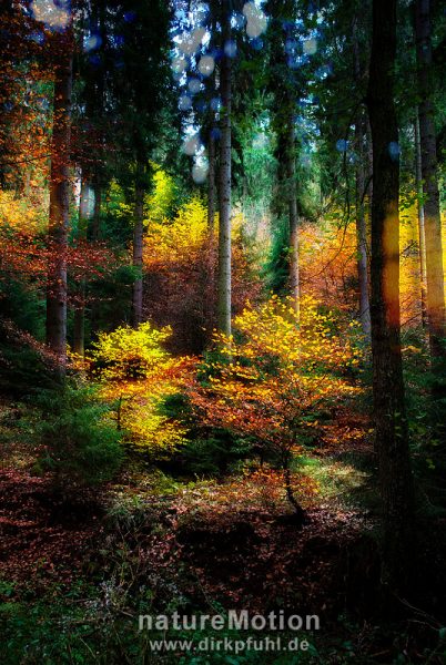 Herbstlaub. Kombination aus scharfem und unscharfem Bild mit Ebenenmodus "Hartes Licht".