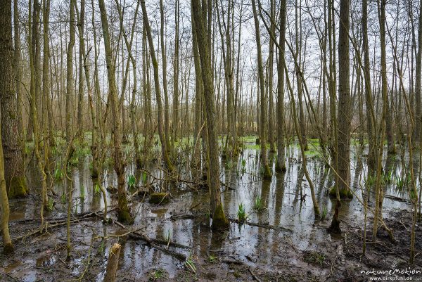 Erlenbruch am Herberhäuser Stieg, hoher Wasserstand zur Laichzeit der Grasfrösche, Göttinger Wald