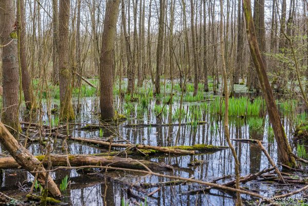Erlenbruch am Herberhäuser Stieg, hoher Wasserstand zur Laichzeit der Grasfrösche, Göttinger Wald