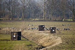 Fotoverstecke auf der Ablenkungsfütterungsfläche Fotoverstecke auf der Ablenkungsfütterungsfläche