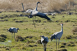 Kranichtanz Kranichtanz