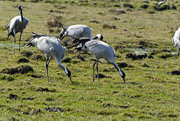 Kraniche beim fressen Kraniche beim fressen