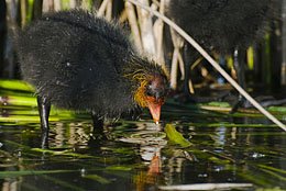 Bläßralle, Küken, naturschutz_074_6658 Bläßralle, Küken, naturschutz_074_6658