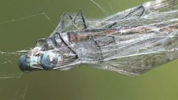 Gemeine Binsenjungfer eingewickelt im Netz einer Wespenspinne Gemeine Binsenjungfer eingewickelt im Netz einer Wespenspinne