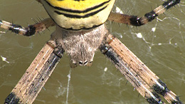 Vorderkörper und Augen der Wespenspinne Vorderkörper und Augen der Wespenspinne