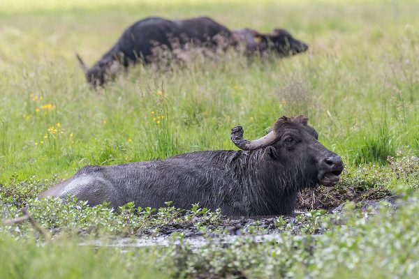 Wasserbüffel legen Suhlen an, die sich zu artenreichen Kleingewässern entwickeln. Foto: Dirk Pfuhl