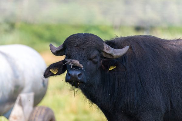 Stare befreien Wasserbüffel vonlästigen Parasiten. Foto: Dirk Pfuhl