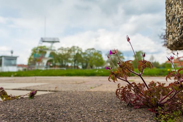 Bau Naturerlebnisbad Göttingen-Weende, EKO-PLANT GmbH