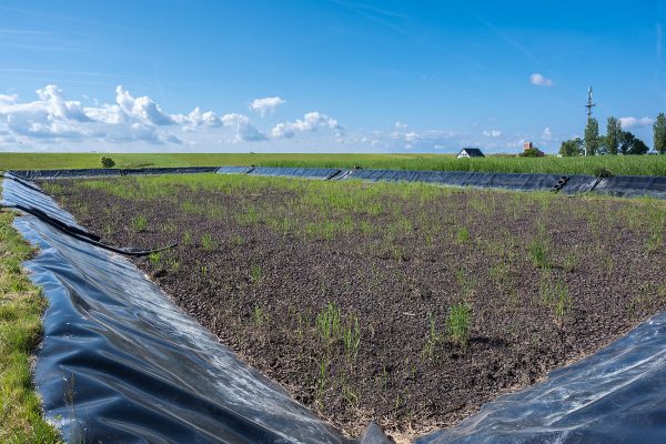 Optimal für Bodenbrüter: ausgebaggertes Beet - EKO-PLANT Klärschlammverdungsanlage Büsum