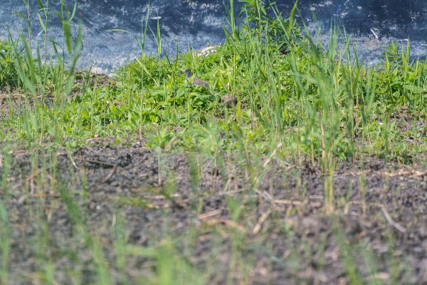 Gut getarnt: Rotschenkelküken - EKO-PLANT Klärschlammverdungsanlage Büsum