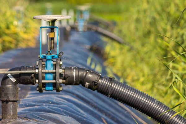 Schilfbecken und Klärschlammzuflüsse