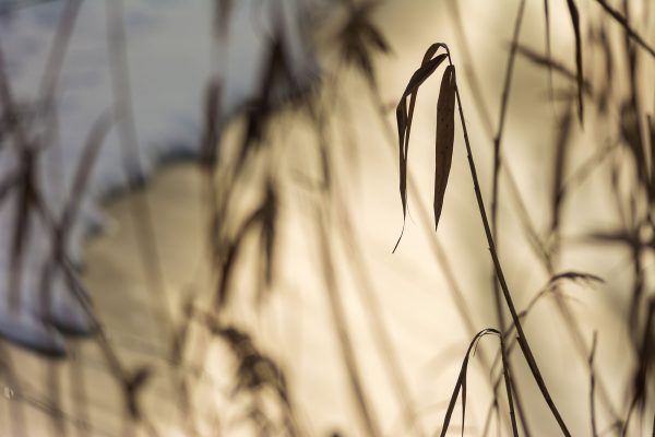 Klärschlammvererdungsanlage im Winter