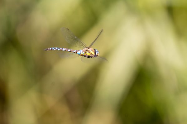 Herbst-Mosaikjungfer - Die Schilfbecken sind auch Lebenraum für einige Tierarten