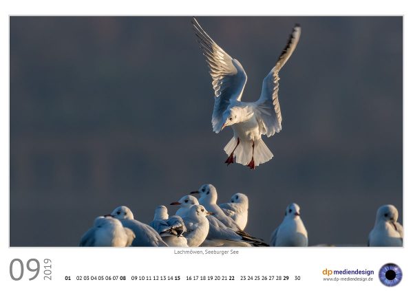 dp mediendesign Kundenkalender 2019