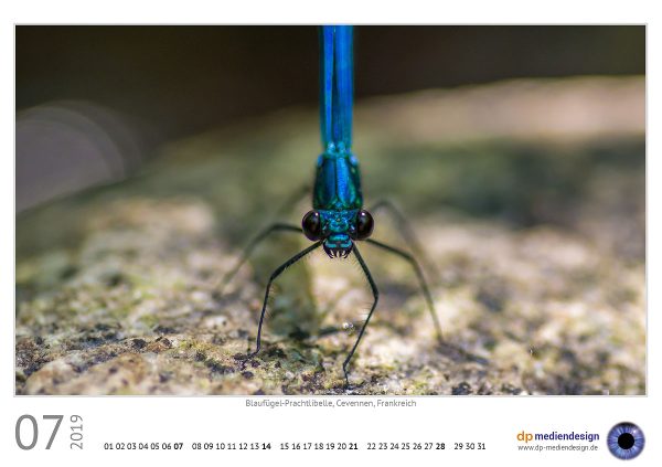 dp mediendesign Kundenkalender 2019