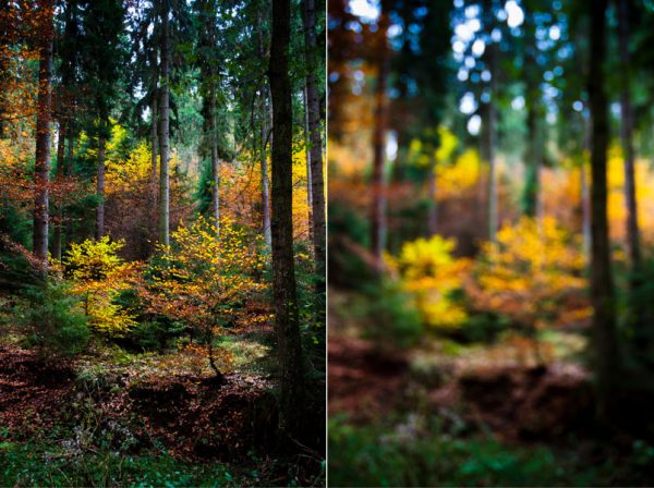 Scharf und gezielt unscharf aufgenommene Fotos von Herbstlaub. Ausgangsbilder für "Doppelbelichtung" via Bildbearbeitung.