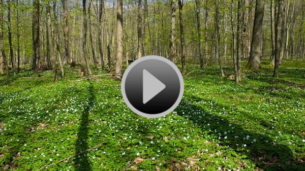 Video starten: Baumschatten wandern über den blütenbedeckten Waldboden