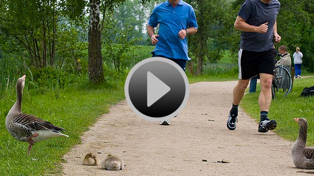 Video starten: Die Wildnis kehrt zurück Video starten: Die Wildnis kehrt zurück