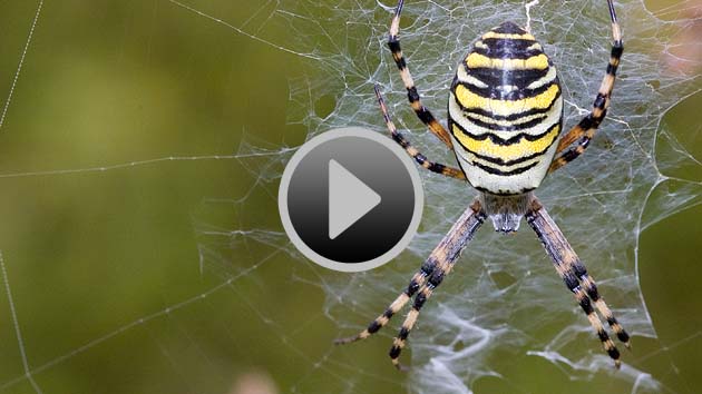 Video starten: Tod im Netz Video starten: Tod im Netz