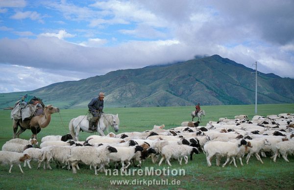 Nomaden in der Mongolei, www.dirkpfuhl.de, x178_33